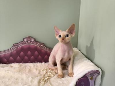 Lillian - Devon Rex - Gallery Photo #1