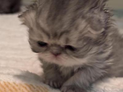 Blue Smoke Female - Persian - Gallery Photo #1