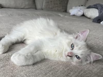 Lynx Bicolor Ragdoll Male - Ragdoll - Gallery Photo #1
