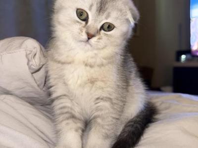Jasmine - Scottish Fold - Gallery Photo #1