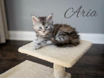 Aria - Maine Coon - Gallery Photo #1