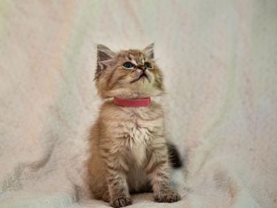 Mandy - Ragdoll - Gallery Photo #1