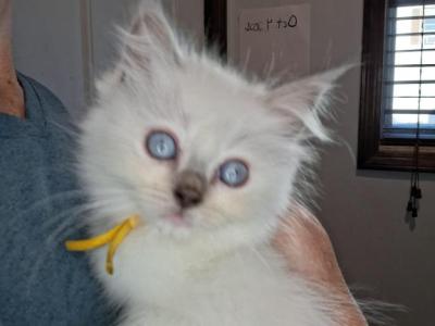 Ragdoll Litter - Ragdoll - Gallery Photo #1