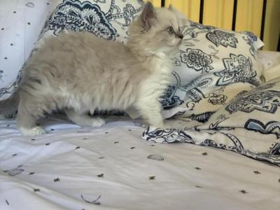 Female Blue Bi Color Ragdoll - Ragdoll - Gallery Photo #1