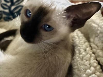 Snows Seal And Chocolate Points - Siamese - Gallery Photo #1
