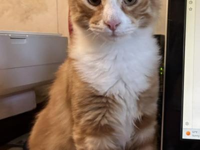 Cheeto - Norwegian Forest - Gallery Photo #1