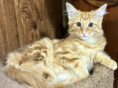 Surprise - Norwegian Forest - Gallery Photo #1