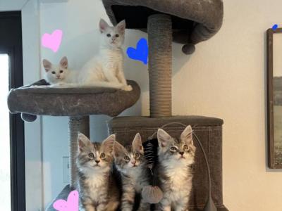 Three Kittens 2 Female 1 Male - Maine Coon - Gallery Photo #1