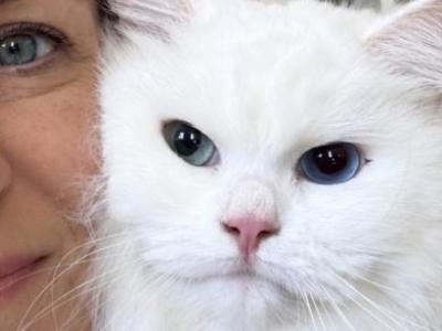 Marie TICA Registered White Ragdoll Odd Eyes - Ragdoll - Gallery Photo #1