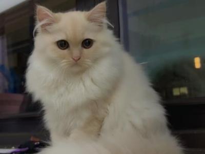Sugar - Himalayan - Gallery Photo #1