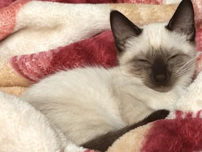 Kitten - Ragdoll - Gallery Photo #1