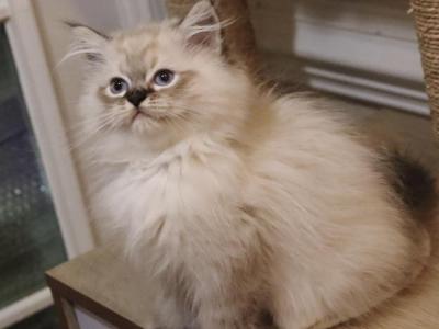 Seal Lynx Mitted Snoozy - Ragdoll - Gallery Photo #1
