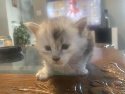 Hugehighsmoke - Maine Coon - Gallery Photo #1