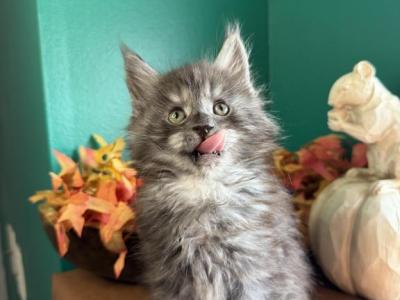 Peter - Maine Coon - Gallery Photo #1