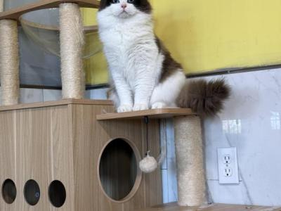 Coco Brownie - Ragdoll - Gallery Photo #1