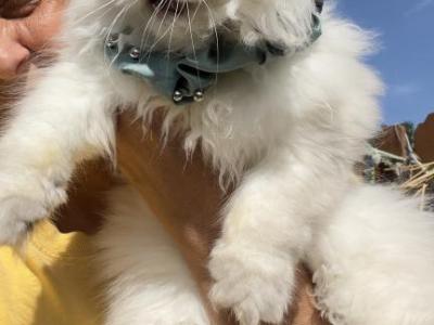 Snowflake Female - Persian - Gallery Photo #1
