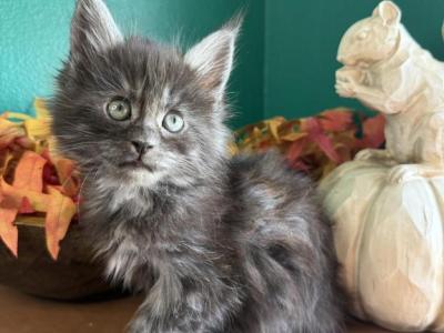 Jan - Maine Coon - Gallery Photo #1