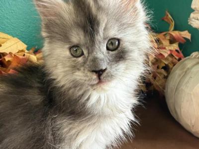 Cindy - Maine Coon - Gallery Photo #1