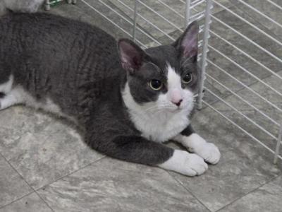 Oreo - Devon Rex - Gallery Photo #1