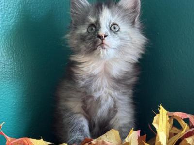 Marcia - Maine Coon - Gallery Photo #1