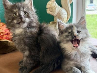 The Boudicca Bunch - Maine Coon - Gallery Photo #1