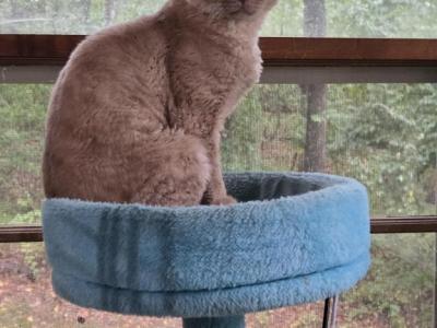 Racer - Devon Rex - Gallery Photo #1