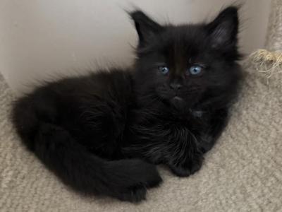 Black Female Maine Coon Kitten - Maine Coon - Gallery Photo #1