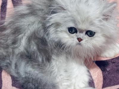 Baby Joshen Boy - Persian - Gallery Photo #1