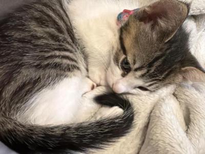 Little Tiger Kitten Born Aug 13th Ready For New Ho - American Shorthair - Gallery Photo #1
