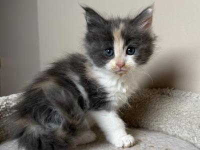 Calico Female Maine Coon - Maine Coon - Gallery Photo #1