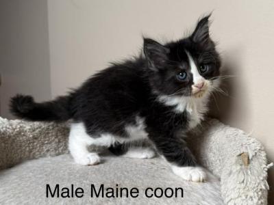 Black And White Male Maine Coon Kitten - Maine Coon - Gallery Photo #1