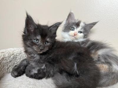 Female Black Smoke Maine Coon - Maine Coon - Gallery Photo #1