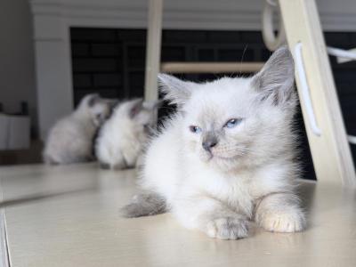 Siamese Kittens - Siamese - Gallery Photo #1