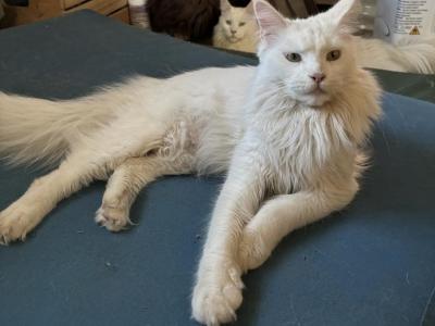 Galadriel - Maine Coon - Gallery Photo #1