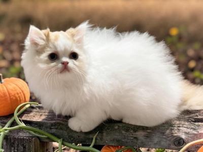 Red And White And Black And White Babies Boys - Persian - Gallery Photo #1