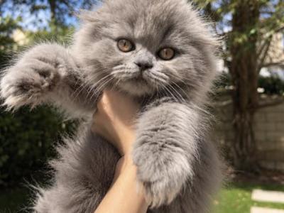 Stormy - Scottish Fold - Gallery Photo #1