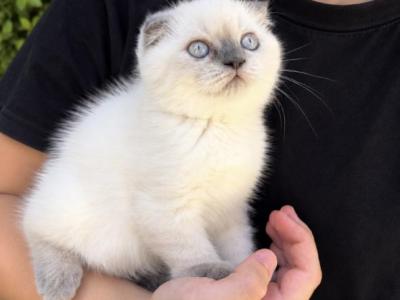 Gelato - Scottish Fold - Gallery Photo #1