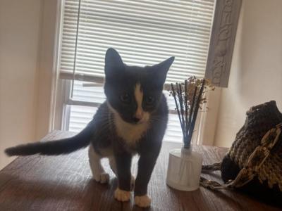Mixed Kitten - American Shorthair - Gallery Photo #1
