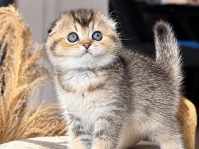 Melissa - Scottish Fold - Gallery Photo #1