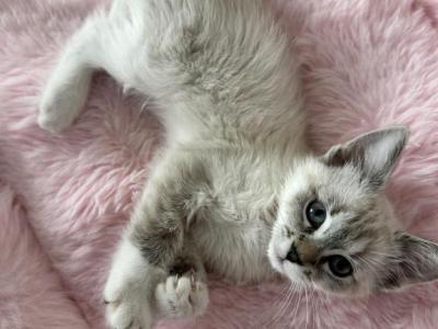 Lynx Point Female Siamese Kitten - Siamese - Gallery Photo #1