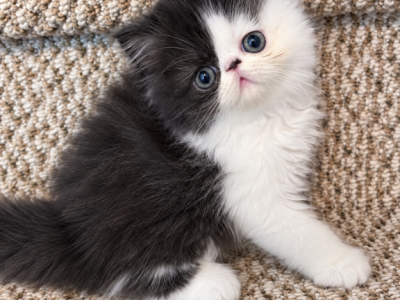 Black And White Persian Kitten - Persian - Gallery Photo #1