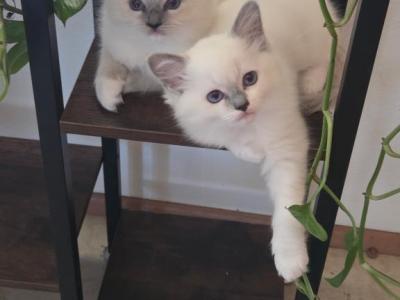 Cute Ragdoll Kittens - Ragdoll - Gallery Photo #1
