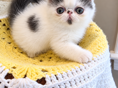 Exotic Shorthair Persian - Exotic - Gallery Photo #1