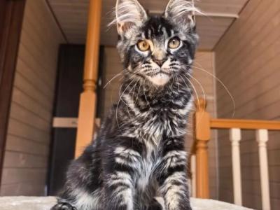 Violetta - Maine Coon - Gallery Photo #1