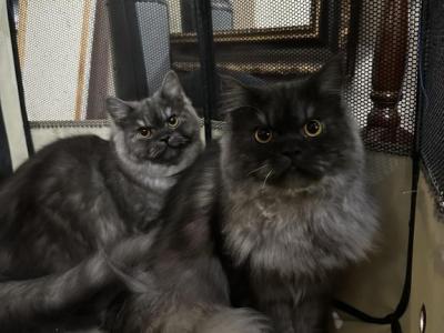 Monet And Renoir - Persian - Gallery Photo #1