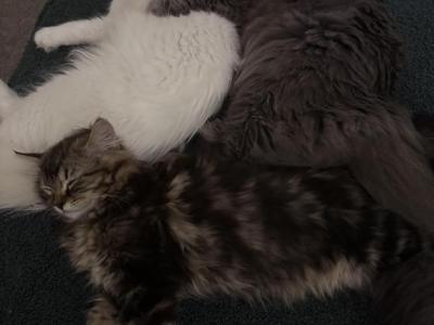 Midnight - Turkish Angora - Gallery Photo #1