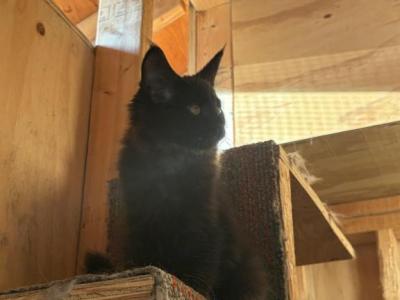 Rain - Maine Coon - Gallery Photo #1