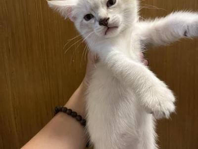 Kittens With White Fur - American Bobtail - Gallery Photo #1