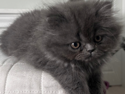 Thunder Cat - Persian - Gallery Photo #1