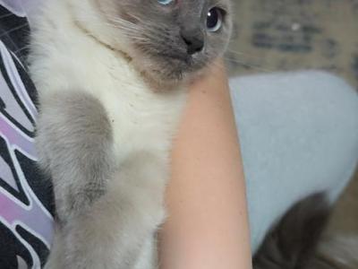 Skye Ragamese Blue Point - Siamese - Gallery Photo #1